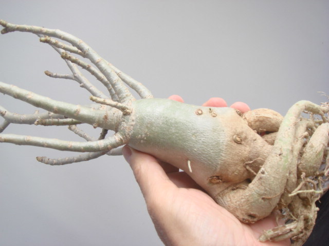 塊根植物 アデニウム，タイソコトラナム オクトパス、砂漠のバラ