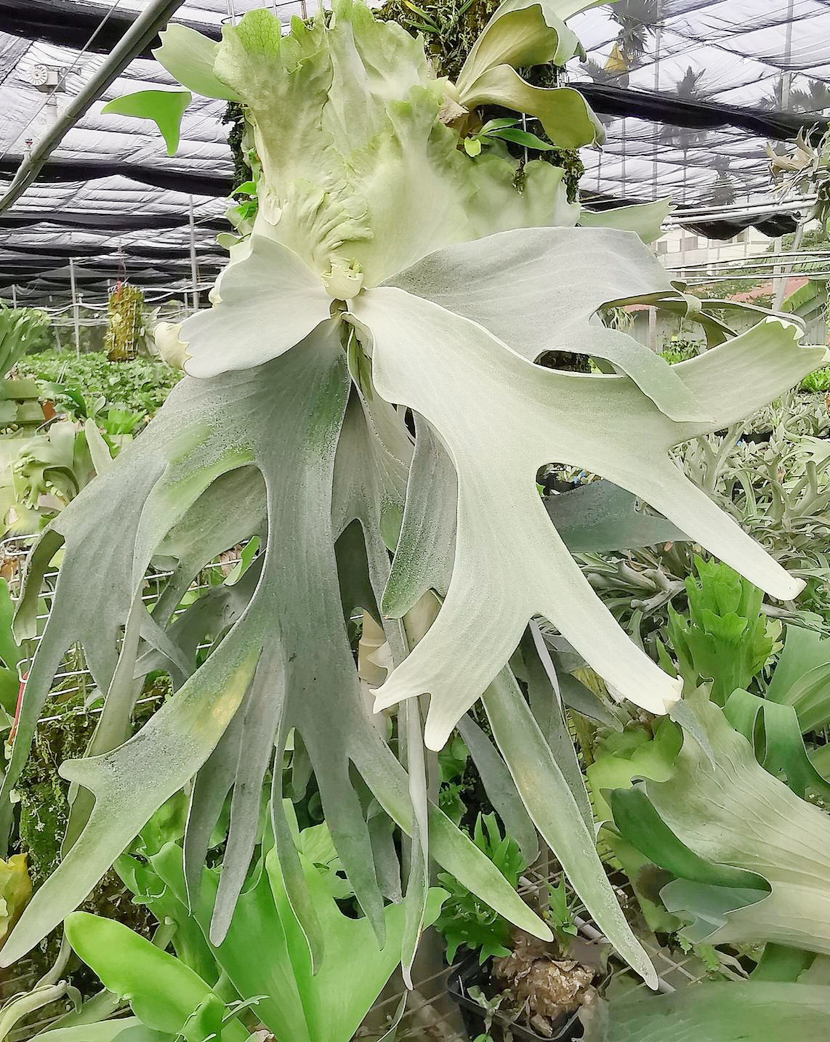 P.Saikeaw(P.andinum x P.willinckii)③ @bikamori.com ビカクシダ