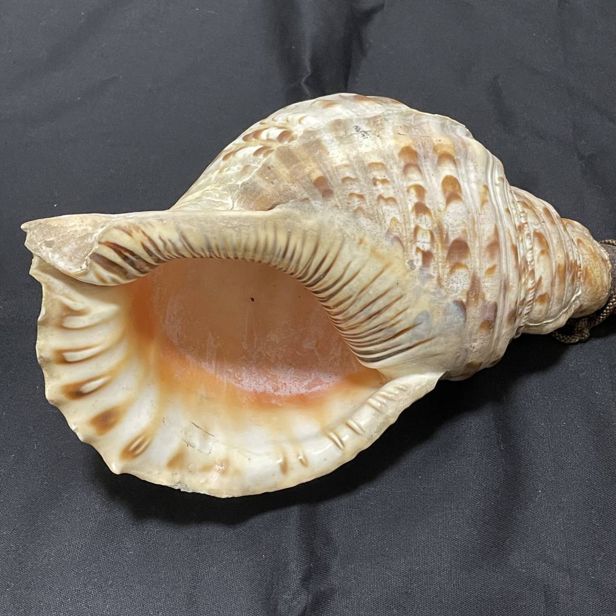 法螺貝 約35センチ Www Vitaplus Com