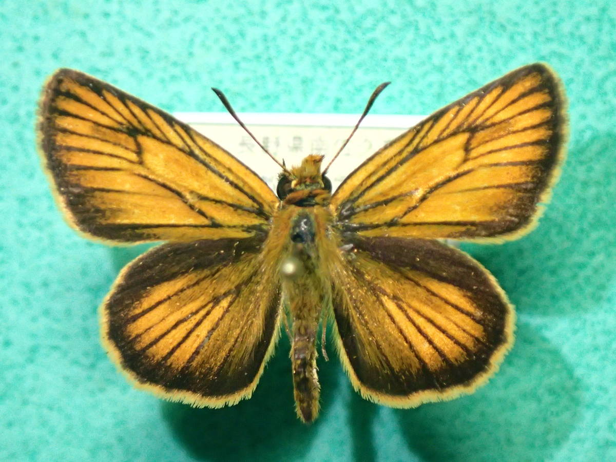 国産蝶標本 スジグロチャバネセセリ ａ Pair 長野県 南牧村 産 その他 売買されたオークション情報 Yahooの商品情報をアーカイブ公開 オークファン Aucfan Com