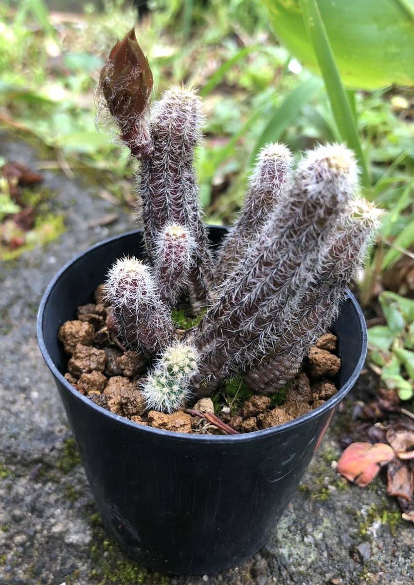 多肉植物 サボテン カマエケレウス 白檀 花サボテン 朱色 サボテン 売買されたオークション情報 Yahooの商品情報をアーカイブ公開 オークファン Aucfan Com