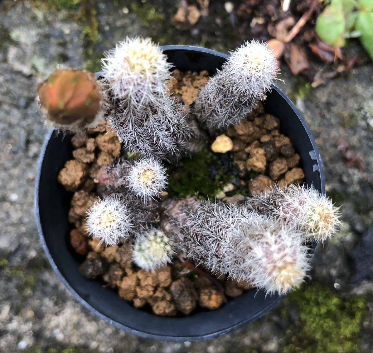 多肉植物 サボテン カマエケレウス 白檀 花サボテン 朱色 サボテン 売買されたオークション情報 Yahooの商品情報をアーカイブ公開 オークファン Aucfan Com