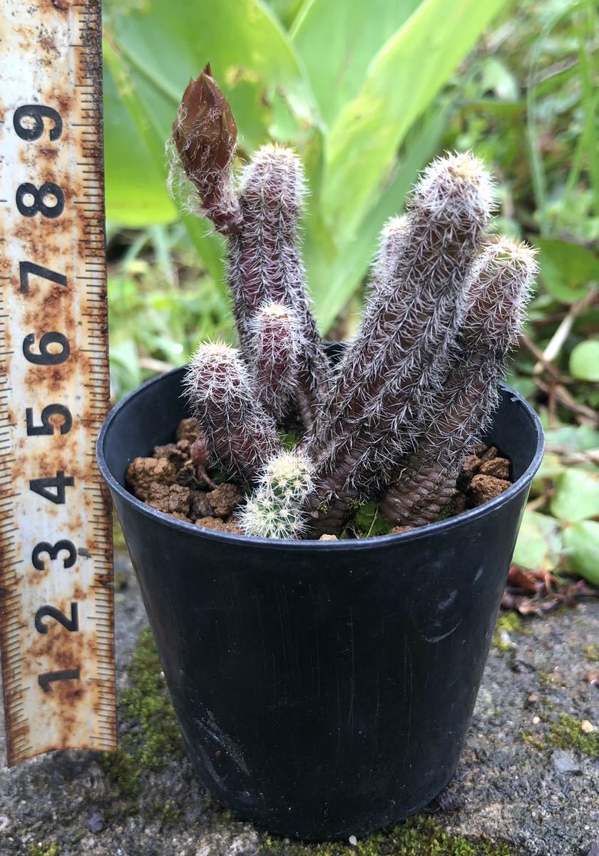 多肉植物 サボテン カマエケレウス 白檀 花サボテン 朱色 サボテン 売買されたオークション情報 Yahooの商品情報をアーカイブ公開 オークファン Aucfan Com