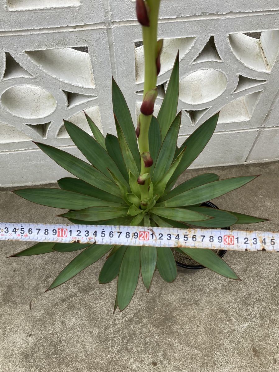 ユッカ グロリオサ 1本 キミガヨラン 1 ユッカ 売買されたオークション情報 Yahooの商品情報をアーカイブ公開 オークファン Aucfan Com