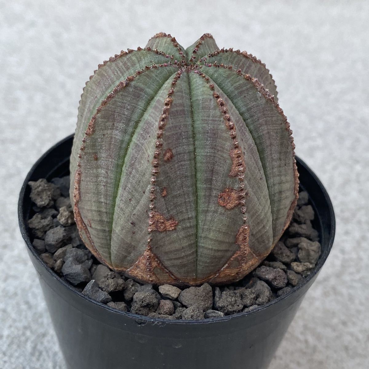 多肉植物 ユーフォルビア バリダ 多肉植物ユーフォルビア 幅4.5 多肉植物 ユーフォルビア バリダ 多肉植物ユーフォルビア 幅4.5