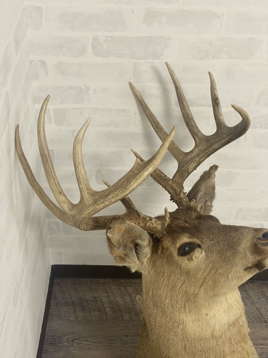 壁掛け 鹿の剥製 はく製 喉から上 鹿頭 角 オブジェ C Frturismo Tur Ar
