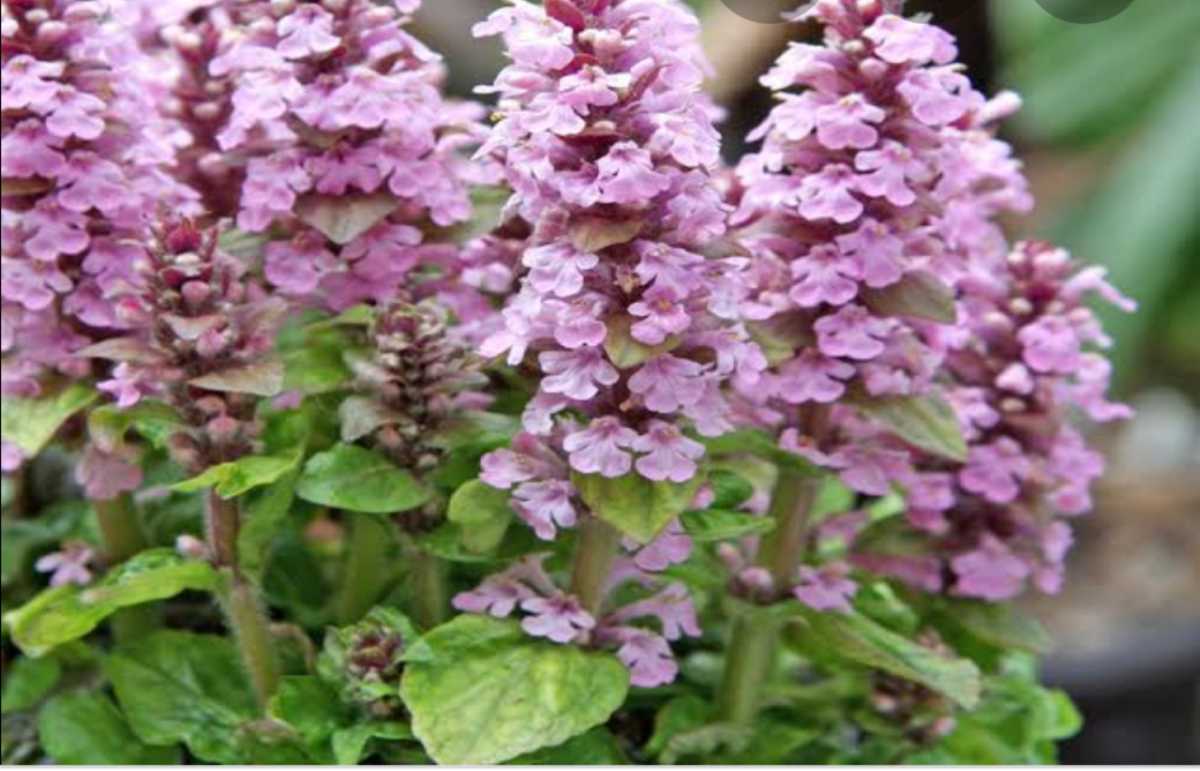 アジュガ 十二単 ピンク セイヨウキランソウ 3号ポット苗 9センチ グランドカバー 多年草 その他 売買されたオークション情報 Yahooの商品情報をアーカイブ公開 オークファン Aucfan Com