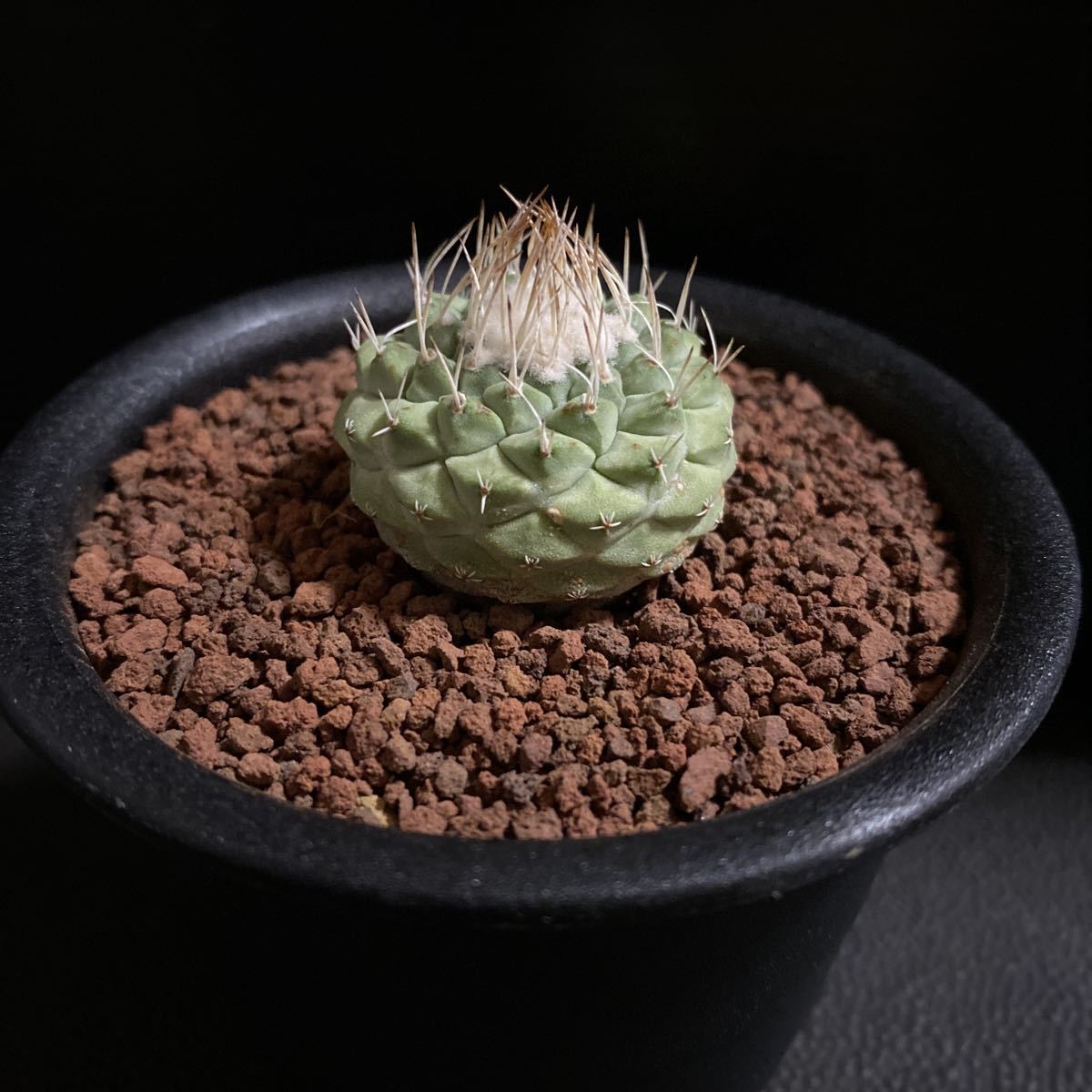 菊水 多肉植物 サボテン Strombocactus 実生 ストロンボカクタス 観葉