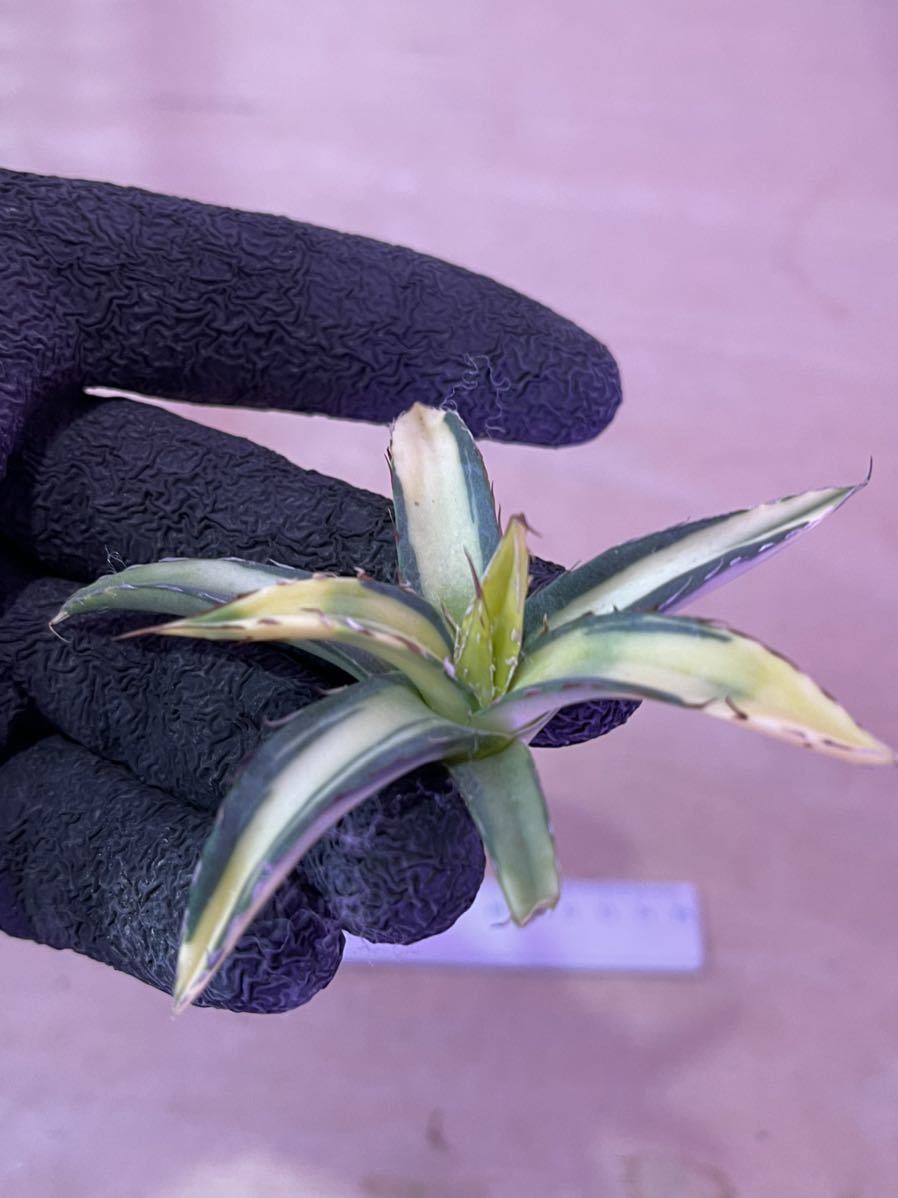 観葉植物 アガベ 笹の雪 サンキング
