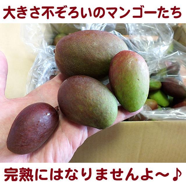 摘果マンゴー　5キロ☆ 沖縄産 送料込】沖縄産摘果マンゴー約5キロ┃未熟果マンゴー┃グリーン