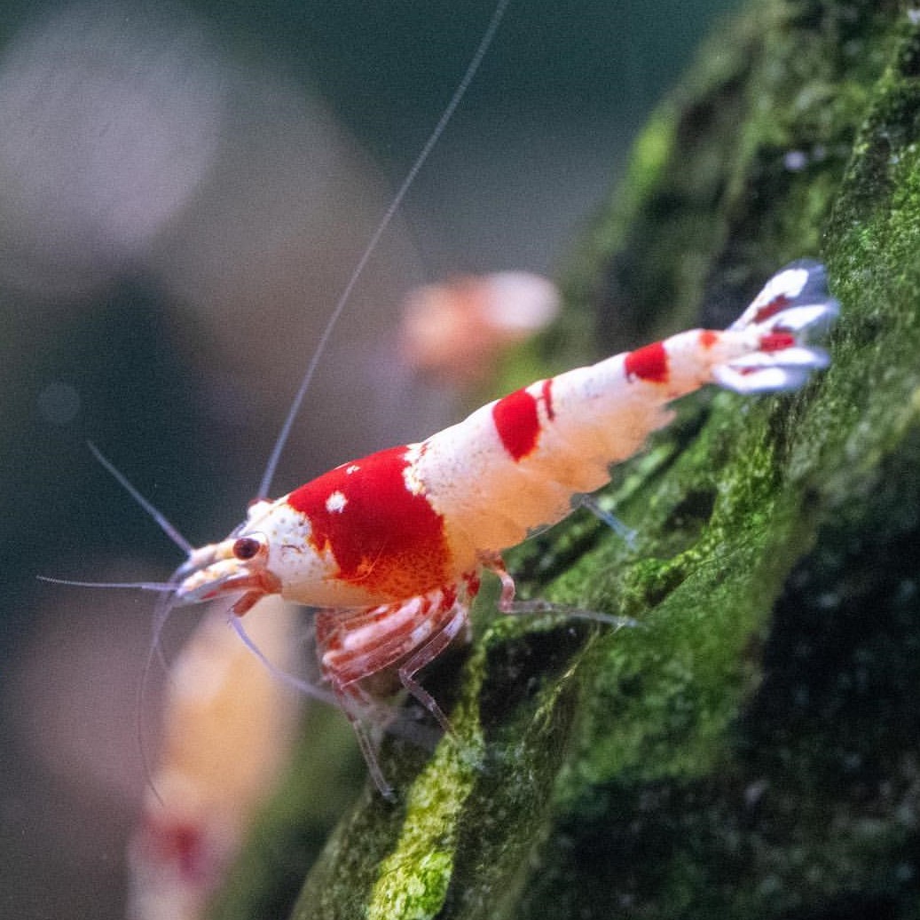 濃尾えび レッドビーシュリンプ 10匹 バンド モスラ 日の丸 Mix 赤脚系在り ランダム ビーシュリンプ 売買されたオークション情報 Yahooの商品情報をアーカイブ公開 オークファン Aucfan Com
