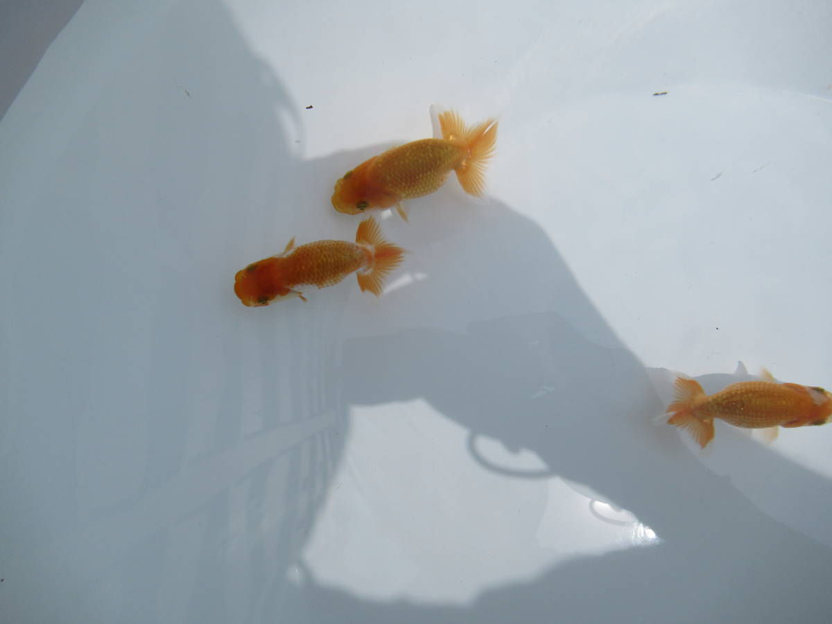 天明らんちゅう】□厳選本命魚□□ 特選魚 当歳 洗面器全部 特上品
