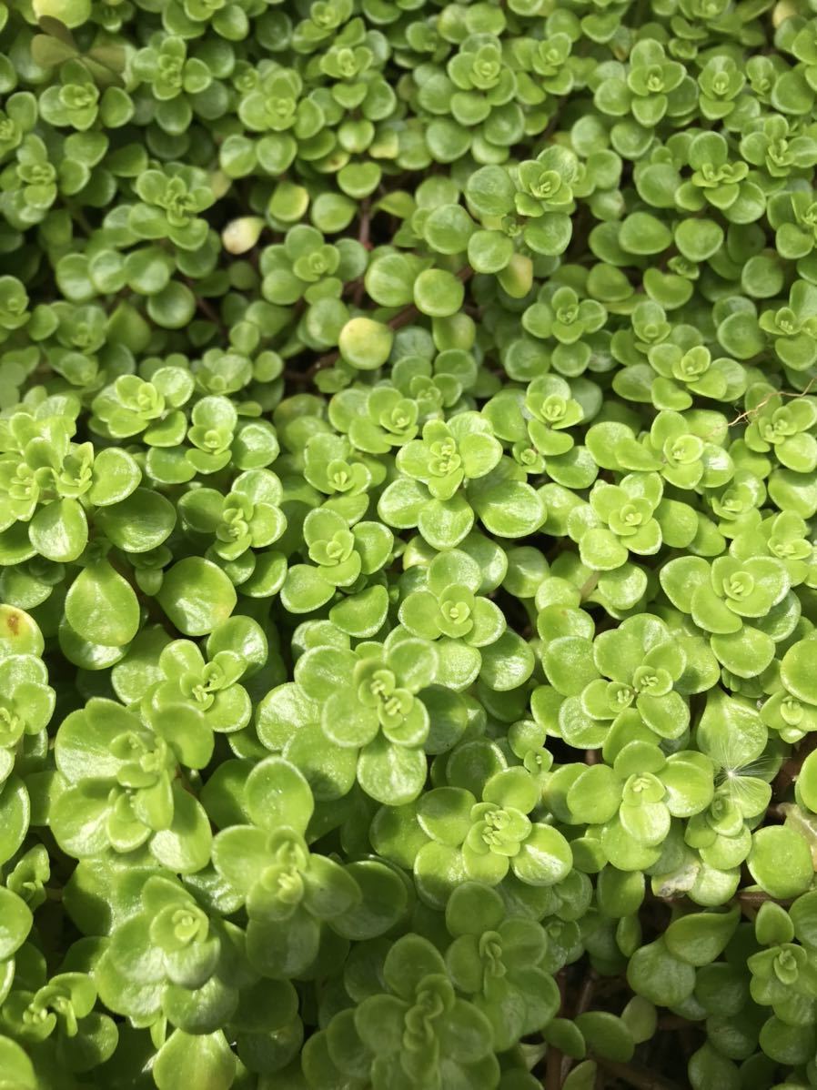 多肉植物 セダム 丸葉万年草 グランドカバー 雑草対策などに 苗 売買されたオークション情報 Yahooの商品情報をアーカイブ公開 オークファン Aucfan Com