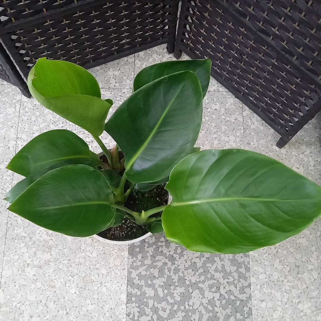 ストレリチア オーガスタ♪ 10号 165cm 3株植え♪ 人気の