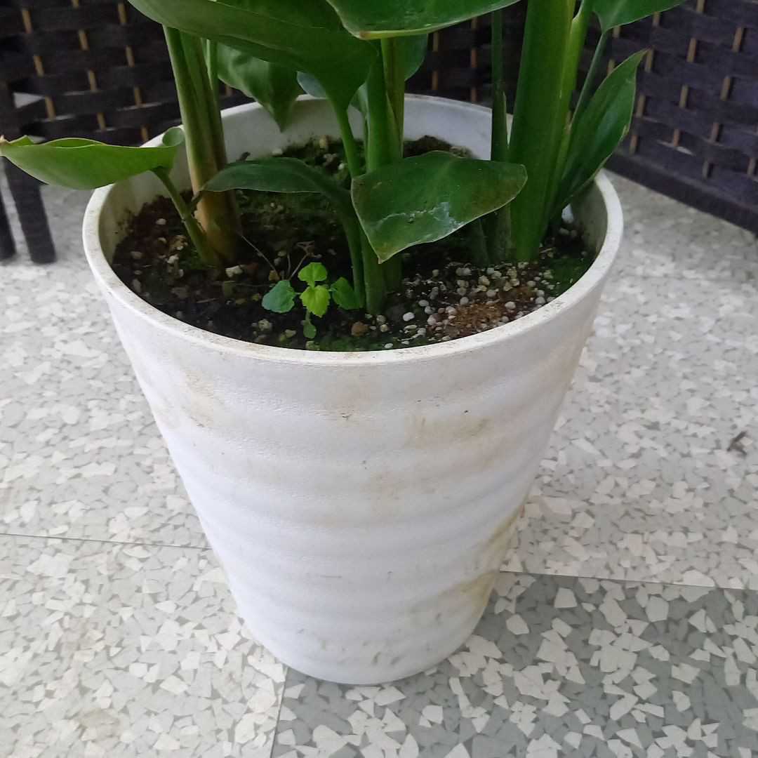 ストレリチア オーガスタ♪ 10号 165cm 3株植え♪ 人気の
