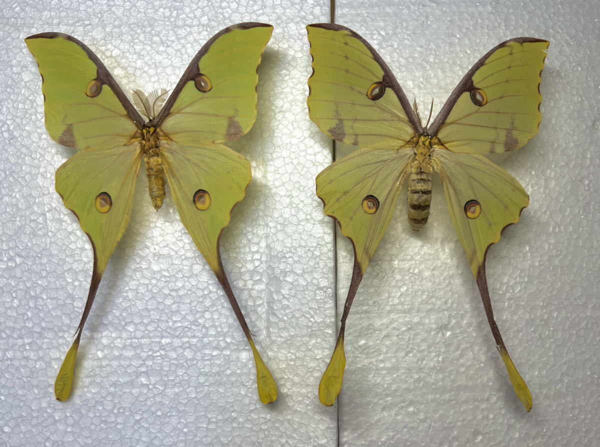 展翅標本 アフリカのヤママユ ミモザオナガヤママユ ペア 昆虫標本 その他 売買されたオークション情報 Yahooの商品情報をアーカイブ公開 オークファン Aucfan Com
