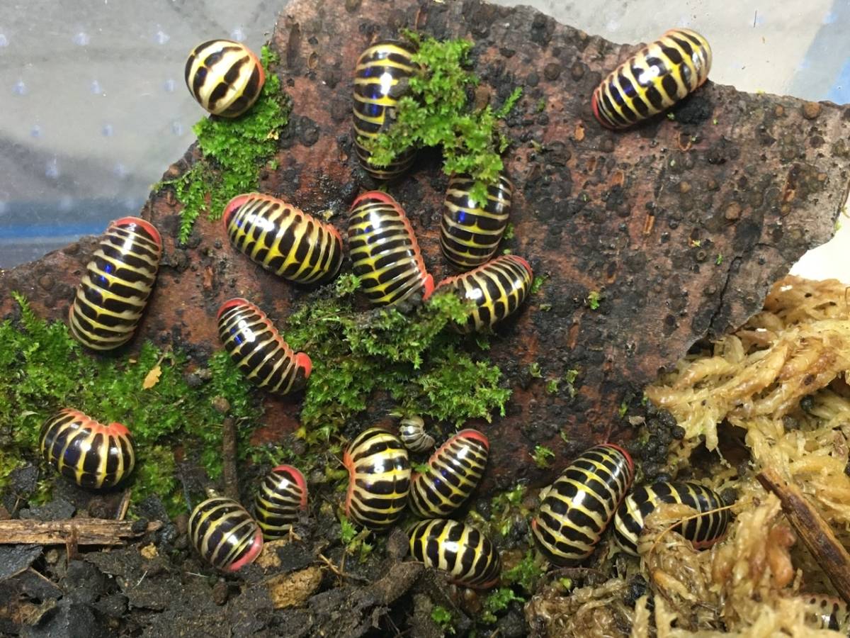 レッドキャンディ 6匹 タマヤスデ ダンゴムシ 虫類 売買されたオークション情報 Yahooの商品情報をアーカイブ公開 オークファン Aucfan Com