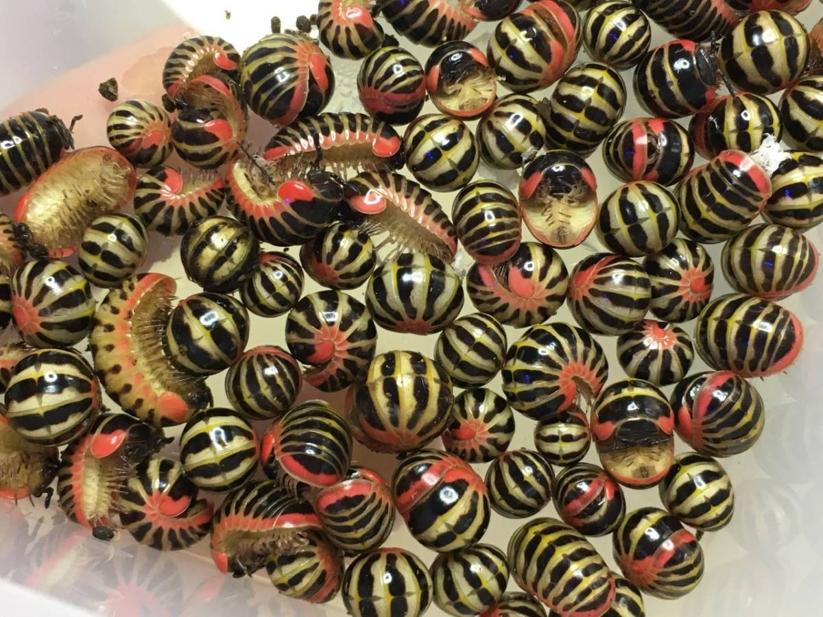 レッドキャンディ 6匹 タマヤスデ ダンゴムシ 虫類 売買されたオークション情報 Yahooの商品情報をアーカイブ公開 オークファン Aucfan Com