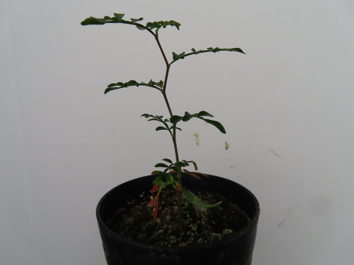  ユ395 実生株 オペルクリカリア パキプス ２年株 種から発芽 発根株 Operculicarya pachypus 塊根植物(観葉植物)｜売買されたオークション情報、yahooの商品情報をアーカイブ公開 - オークファン その他