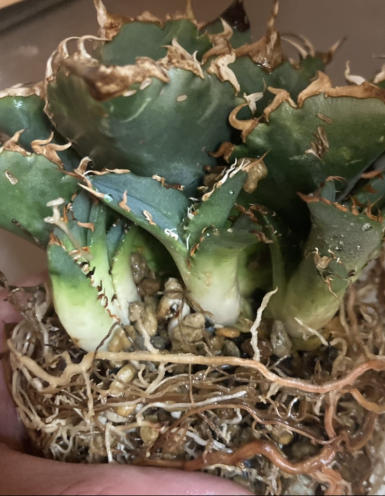 特選子株 アガベ チタノタ 狂棘夕映 子株E 強棘 Agave Titanota 検
