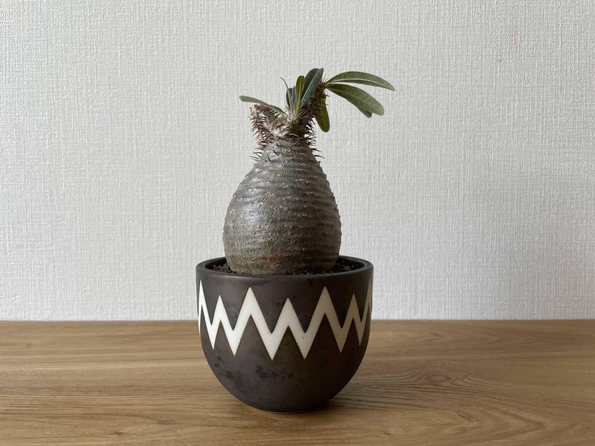 クロネコヤマト便】パキポディウム グラキリス ＊現地球＊ 発根済 3 くち 