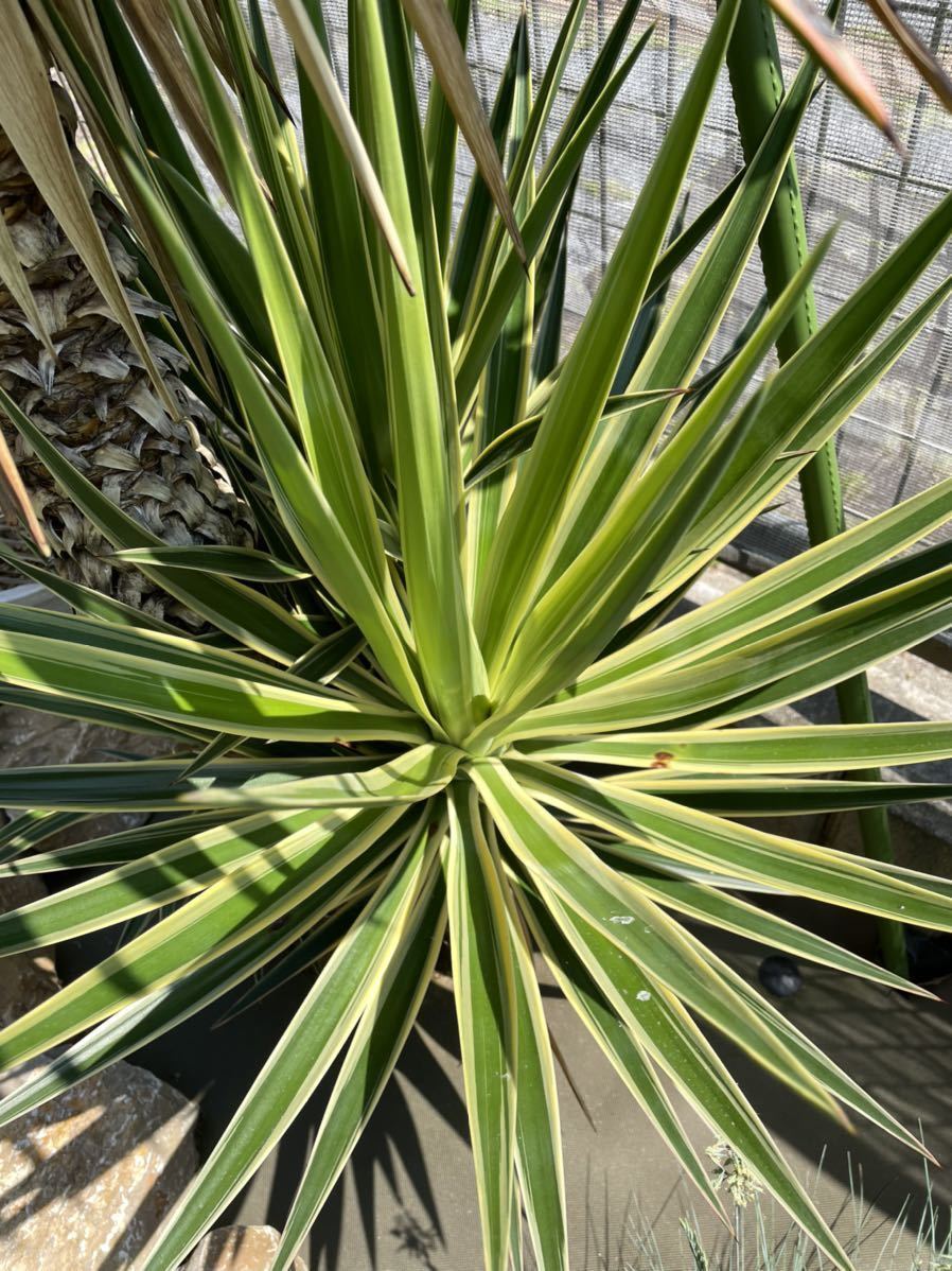 ユッカ アロイフォリア 斑入り 25009ユッカ・アロイフォリア