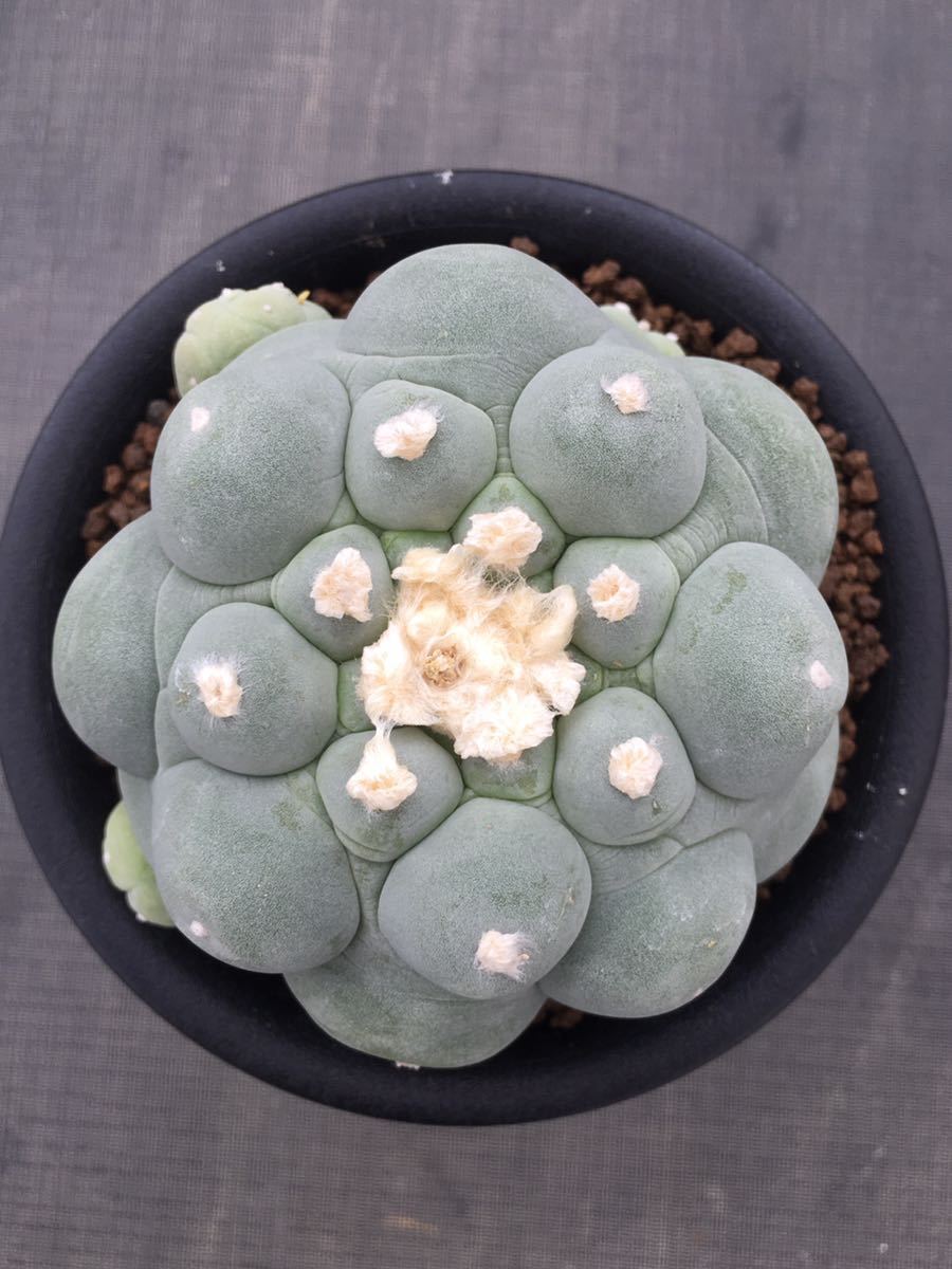 多肉植物 翠冠玉 群生 大型株 ロホホラ 自根 【公式通販】