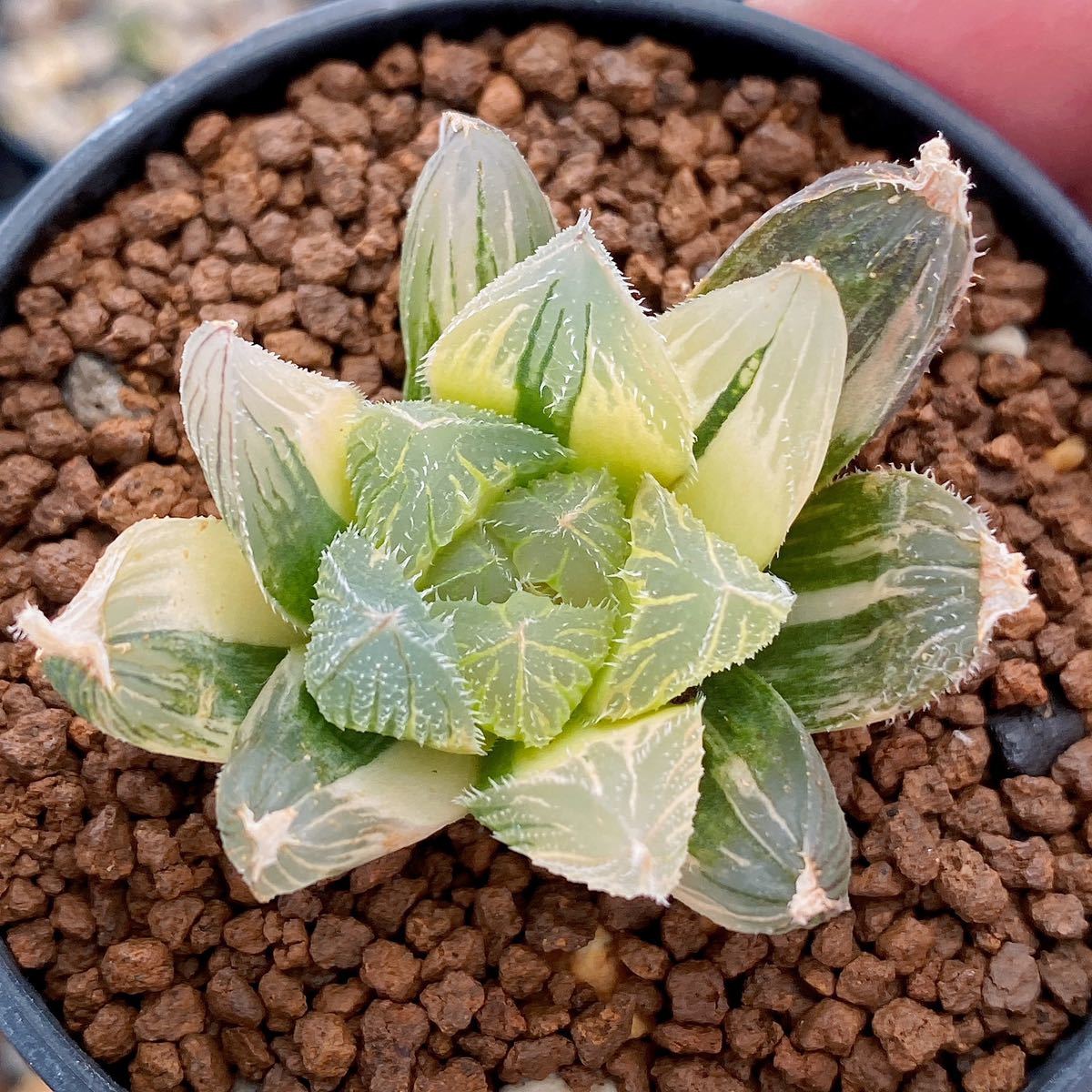 観葉植物 ハオルチア ベヌスタ錦