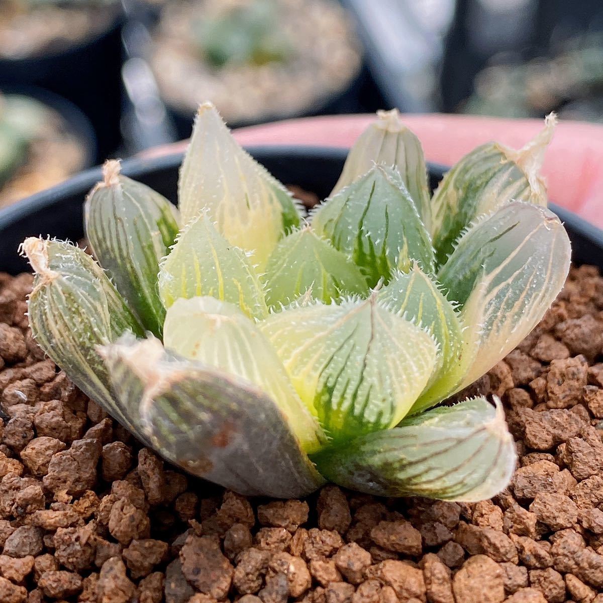 ハオルチア ベヌスタ錦 観葉植物 ハオルチア ベヌスタ錦