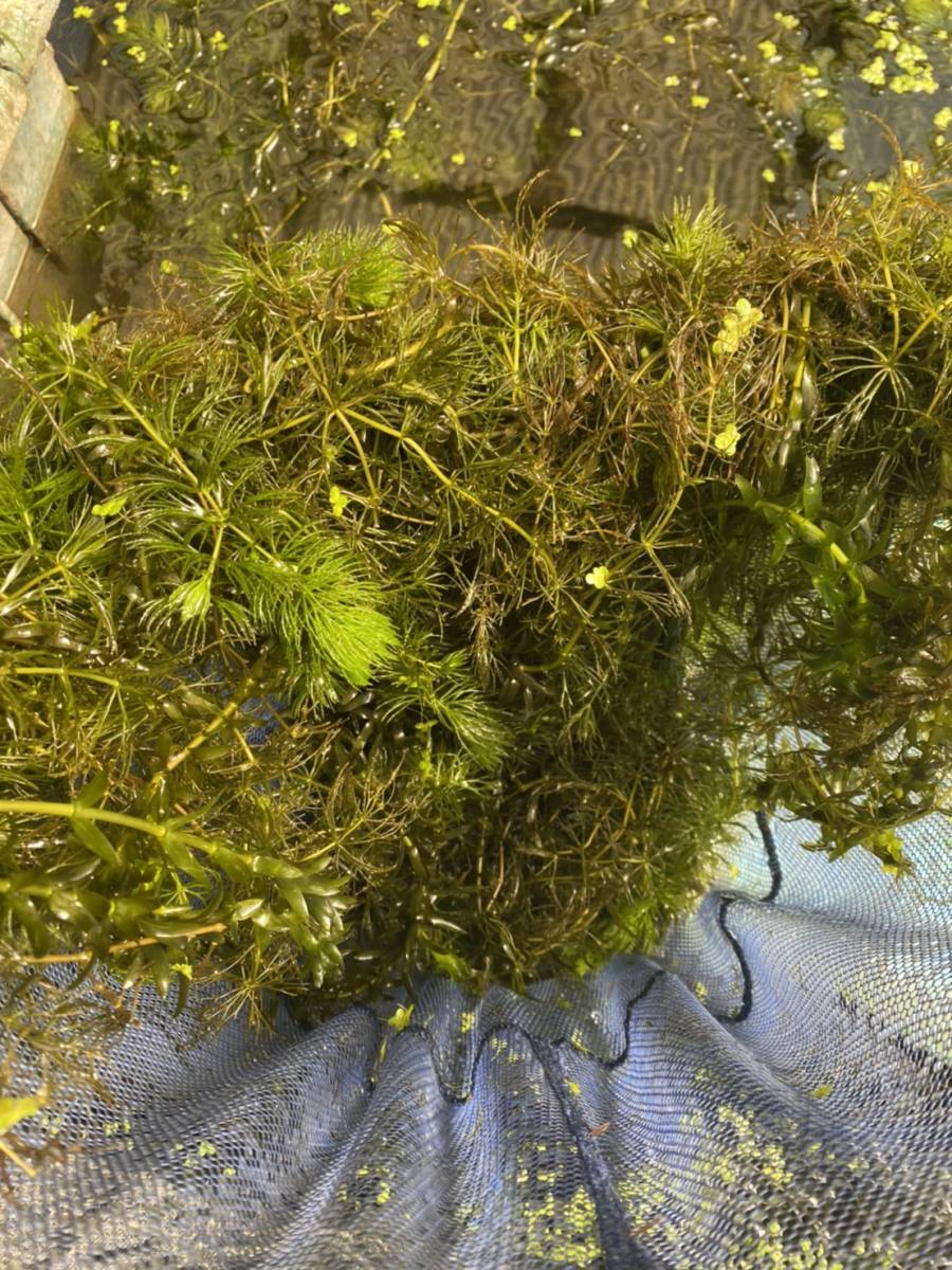 無農薬マツモ水草 150g 1800円 大量 業務用 タナゴ メダカ 産卵 ザリガニ 匿名可 追跡可能 水質浄化水槽餌 その他 売買されたオークション情報 Yahooの商品情報をアーカイブ公開 オークファン Aucfan Com 無農薬マツモ水草 150g 1800円 大量 業務用 タナゴ メダカ 産卵 ザリガニ 匿名可 追跡可能 水質浄化水槽餌 その他 売買されたオークション情報 Yahooの商品情報をアーカイブ公開 オークファン Aucfan Com