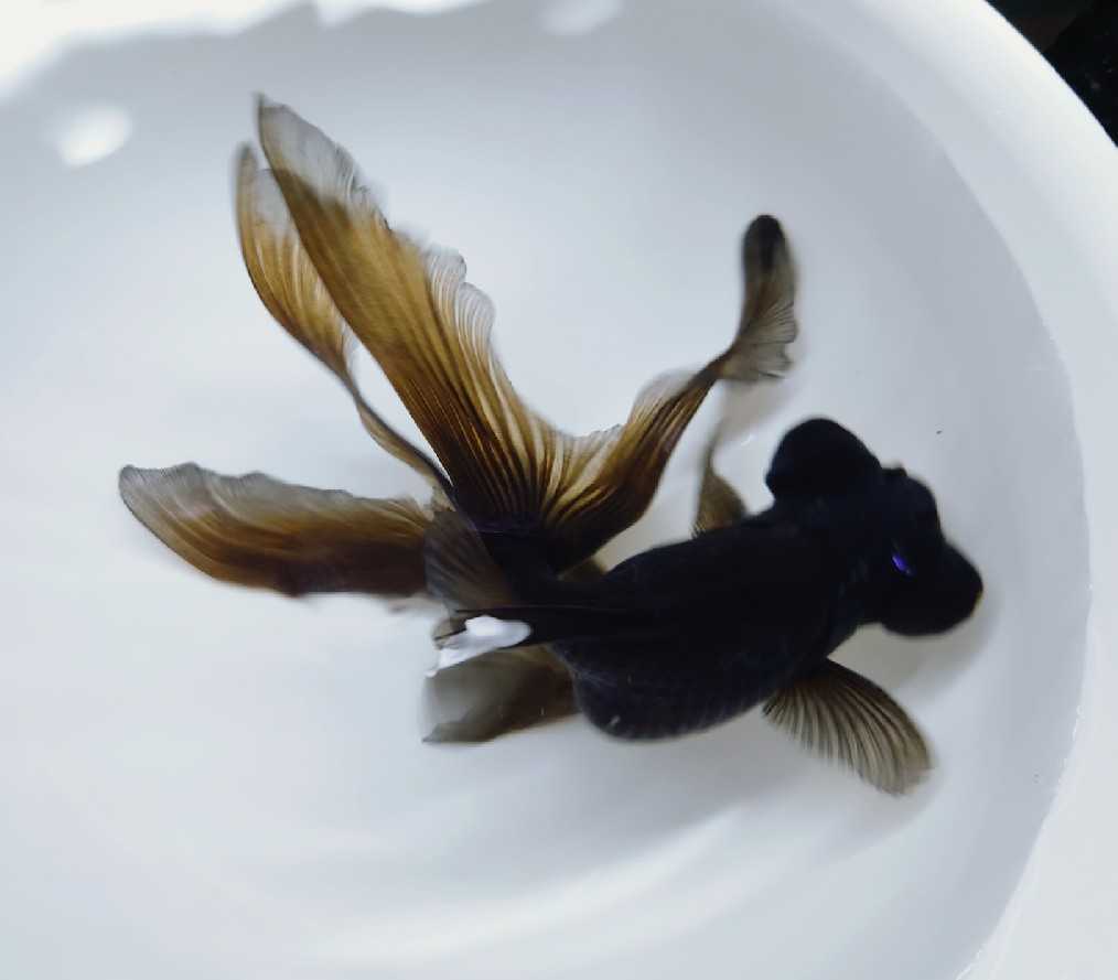 ロングテール黒出目金 アクアいろ 大きいサイズ 約１７センチ前後 尾が長くキレイな個体 同梱包可能 可能 R605 1 金魚 売買されたオークション情報 Yahooの商品情報をアーカイブ公開 オークファン Aucfan Com