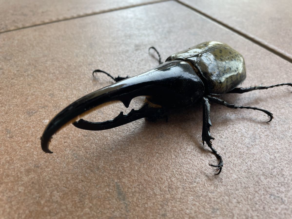 ヘラクレスオオカブト BULL血統×OAKS血統