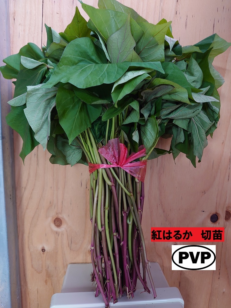 ◆ 紅はるか 切 苗 50本 入り 束 さつまいも PVP 登録品種 正規登録品 べにはるか サツマイモ 芋