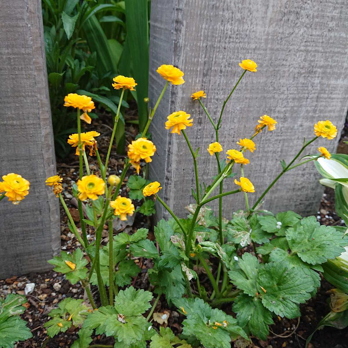 ラナンキュラス ゴールドコイン 抜き苗１株 その他 売買されたオークション情報 Yahooの商品情報をアーカイブ公開 オークファン Aucfan Com