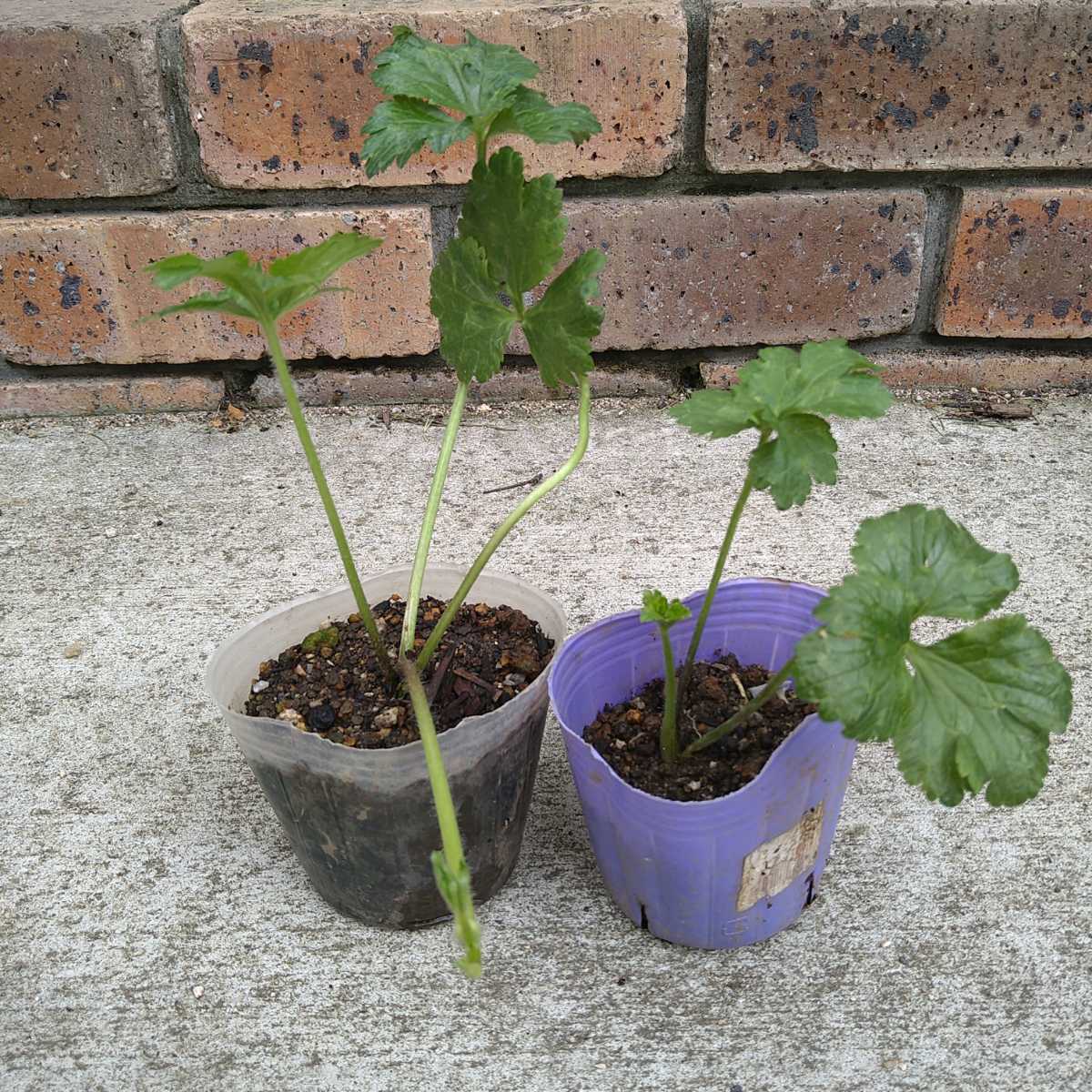 ラナンキュラス ゴールドコイン 抜き苗１株 その他 売買されたオークション情報 Yahooの商品情報をアーカイブ公開 オークファン Aucfan Com