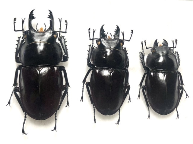 ヤエヤママルバネクワガタ (規制前採集品) 昆虫標本 no.11 ペット