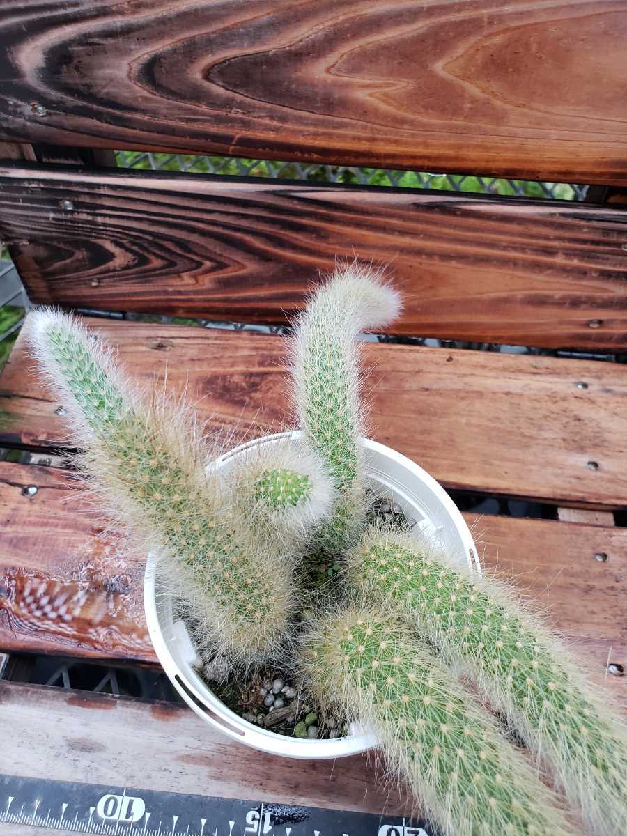 喜晴園 ヒモサボテン ヒルデウィンテラb 柱サボテン 多肉植物 サボテン 売買されたオークション情報 Yahooの商品情報をアーカイブ公開 オークファン Aucfan Com