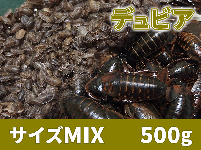 デュビア サイズmix 500g アルゼンチンモリゴキブリ 肉食熱帯魚 爬虫類 両生類 小型哺乳類 Broad エサ 売買されたオークション情報 Yahooの商品情報をアーカイブ公開 オークファン Aucfan Com