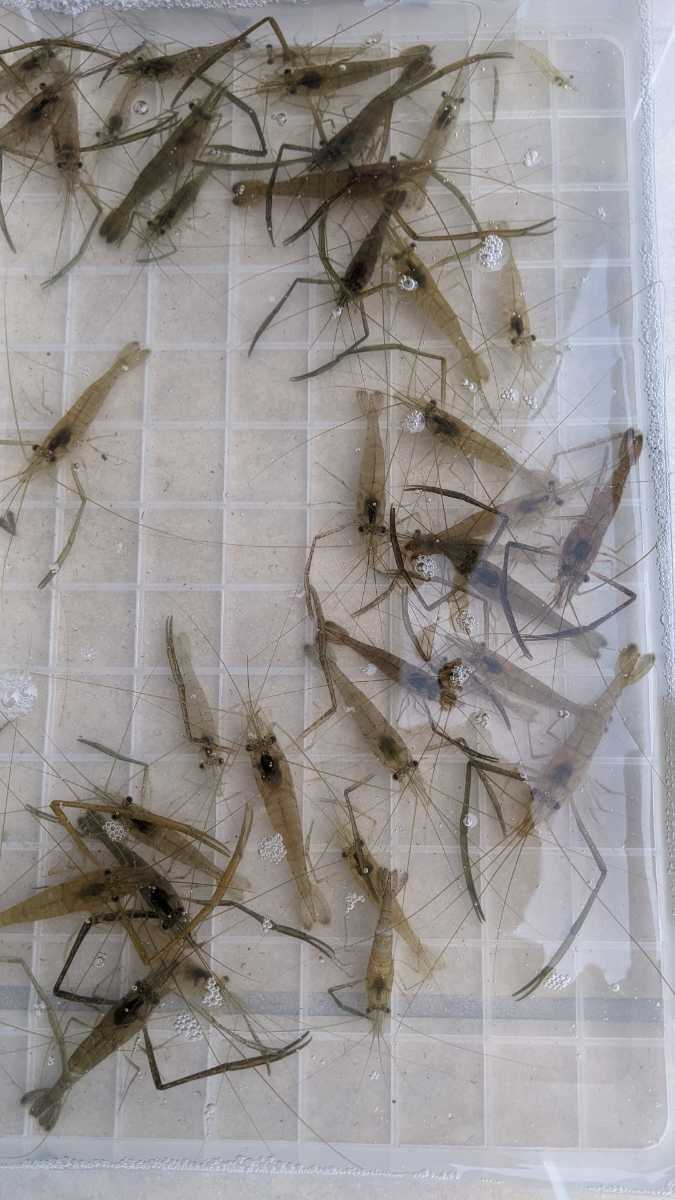 テナガエビ 35匹 餌用 川エビ 淡水エビ 淡水魚 餌 ヌマエビ 売買されたオークション情報 Yahooの商品情報をアーカイブ公開 オークファン Aucfan Com