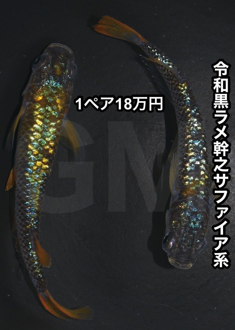 令和黒ラメ幹之サファイア系 静楽庵様 極上 1ペア18万円f1 卵 5個 同封梱包ok Gmめだか メダカ めだか 売買されたオークション情報 Yahooの商品情報をアーカイブ公開 オークファン Aucfan Com