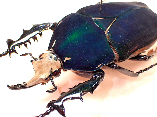 ★セール！M，ウガンデンシス♂７１mm標本★