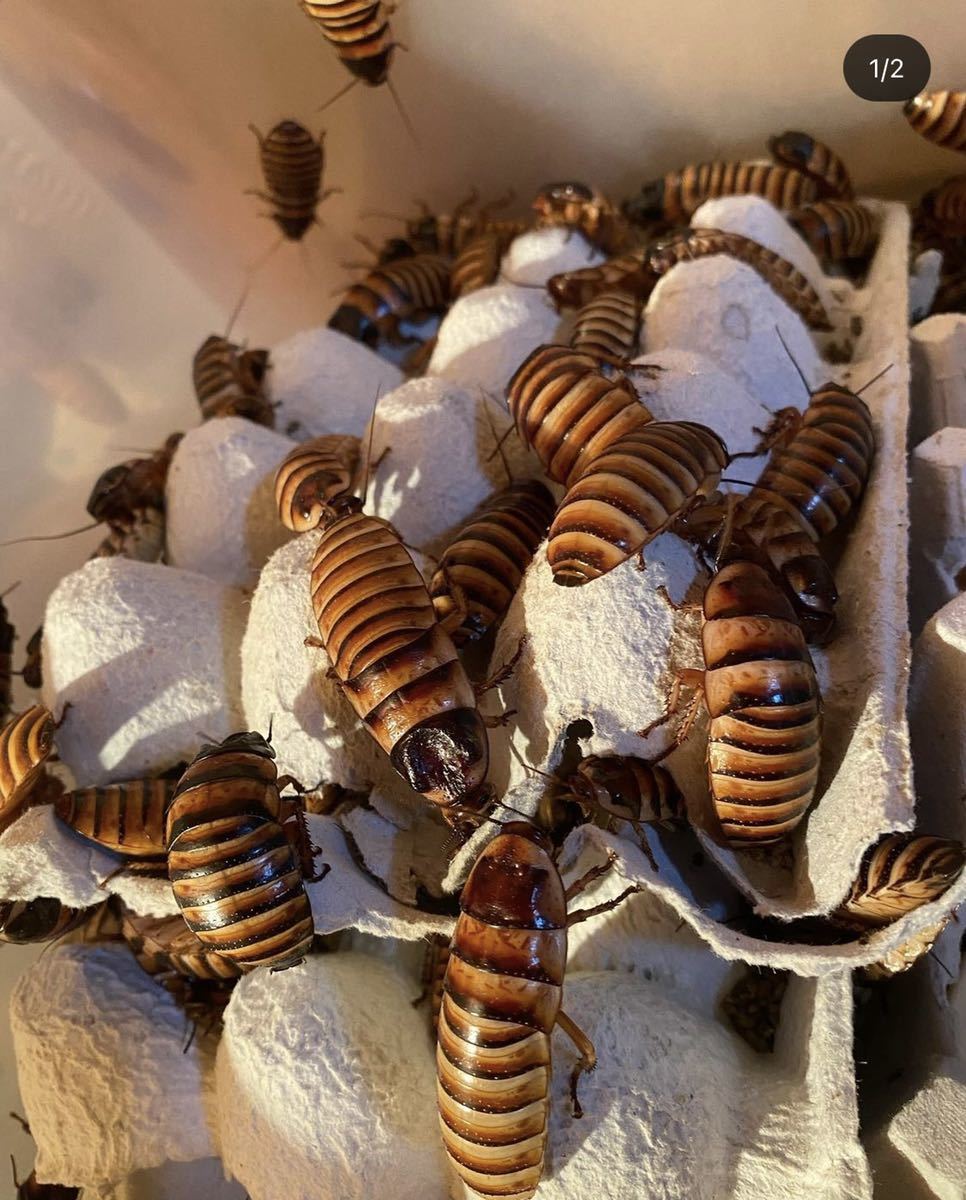 ハロウィンヒッシングローチ　50匹_1