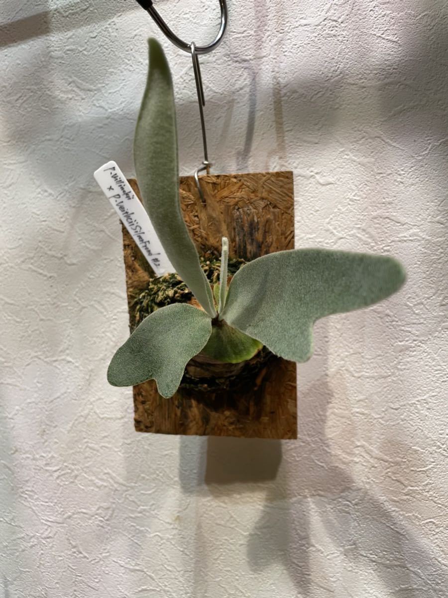 veichii celso、bogor suddan mix dwarf P. veitchii Celso Tatsuta xP