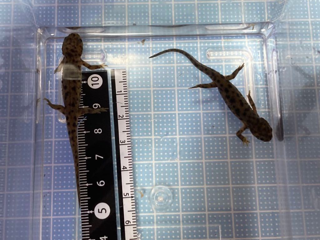 イベリアトゲイモリセット Www Elsahariano Com