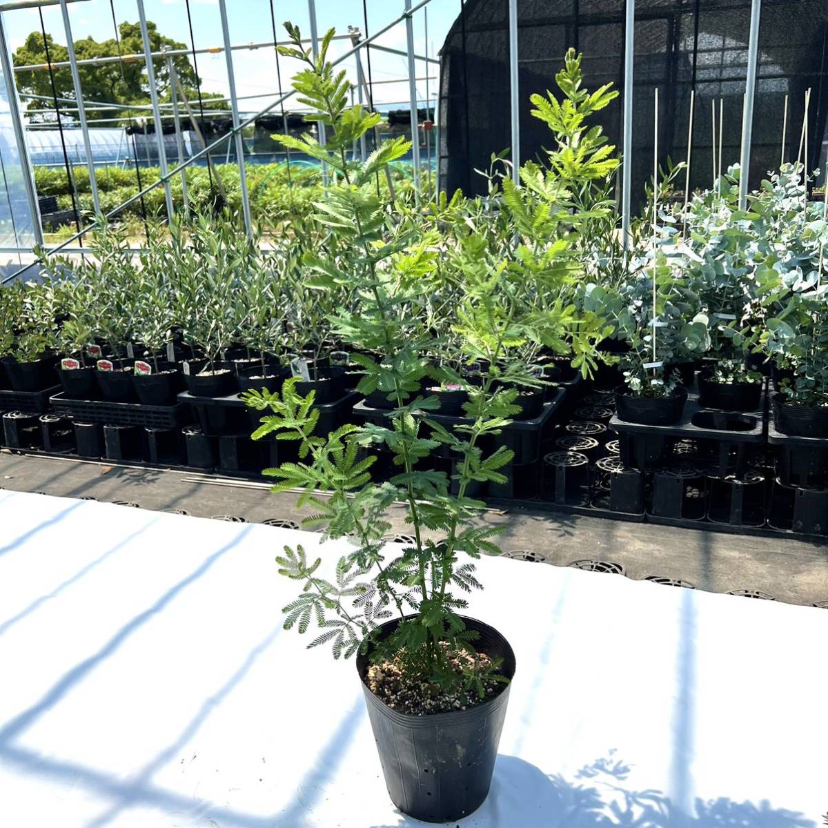 ミモザアカシアの値段と価格推移は 47件の売買情報を集計したミモザアカシアの価格や価値の推移データを公開