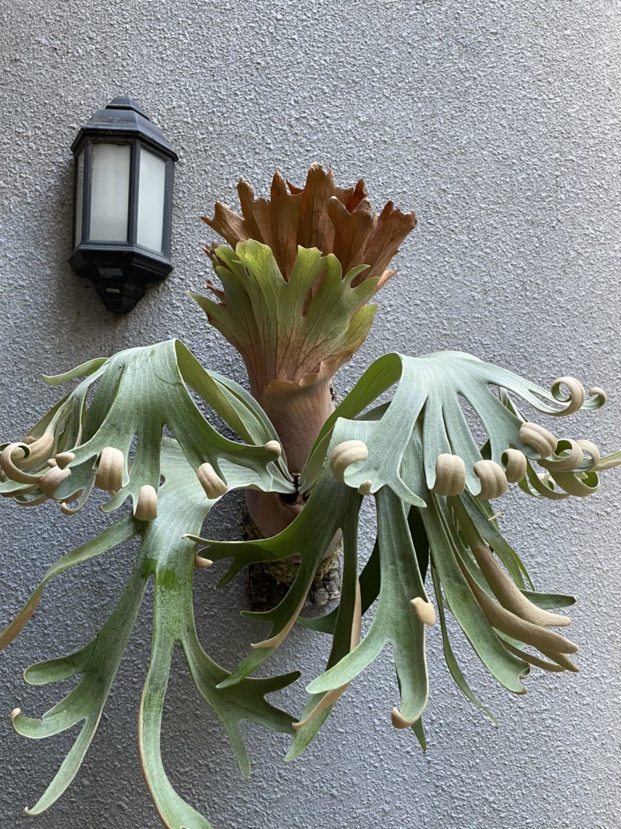 P. Patra Garden #1 OC パタイチ ビカクシダ P.Patra Garden #1 ビカクシダ パッタラガーデン 株分け品 子株