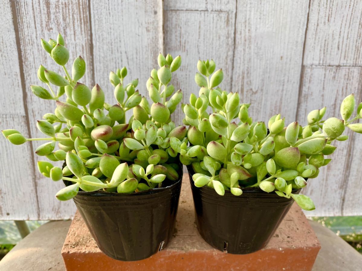 多肉植物 コチレドン・ペンデンス2ポット 寄せ植えに。(サボテン 