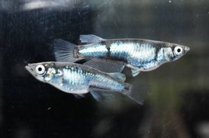 メダカファーム本陣 Sp 1 西郷めだか様直系 強上見ラメタイプ ブラックダイヤ 若魚 1 2 Cna Gob Bo