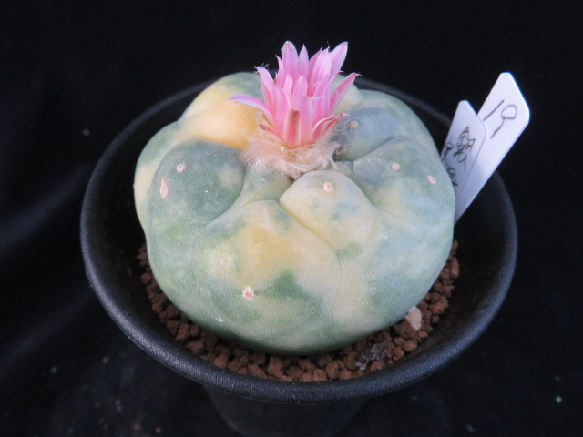 １９ 全稜斑銀冠玉錦 サボテン 多肉植物 Bigboxestudios Com Br