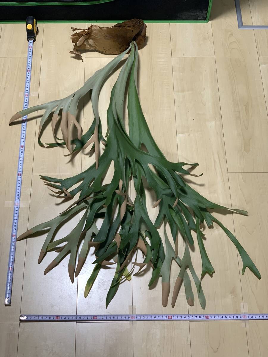 2026，正規品 №24 巨大 Platycerium willinckii Ponorogo East Java Indonesia / wild 現地株 未馴化 抜き苗 プラティケリウム(ビカクシダ、コウモリラン)｜売買されたオークション情報、yahooの商品情報をアーカイブ公開 - ビカクシダ、コウモリラン